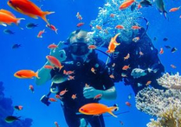 ديلى ميل: شرم الشيخ تعود للواجهة بعد عودة الطيران وتقدم فرص غطس رائعة