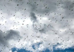 “فاو”: أسراب الجراد الصحراوي تهدد الأمن الغذائي بالقرن الإفريقي