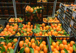 الحكومة تنفي تراجع الصادرات الزراعية خلال عام 2019