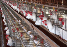 الحكومة: لاتوجد حالات مصابة بسلالة جديدة من أنفلونزا الطيور