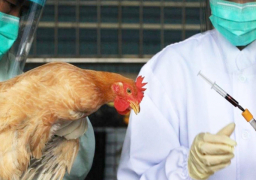 وسط مآسي كورونا.. أخطر سلالات إنفلونزا الطيور تضرب في أمريكا