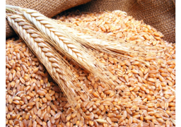 هيئة السلع المصرية تشتري 240 ألف طن من القمح الفرنسي والروسي