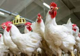 “الوزراء” تنفى ارتفاع اسعار الدواجن بالمجمعات الاستهلاكية