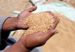 استلام 180 ألف طن قمح محلى خلال الأسبوع الأول للتوريد