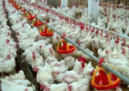 الحكومة :لا صحة لوجود سلالة جديدة من أنفلونزا الطيور