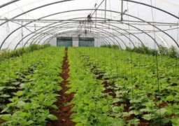 الزراعة: الوزارة تعمل بكامل طاقتها لتوفير الغذاء للمواطنين