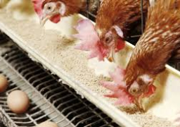 الحكومة تنفي تداول أعلاف دواجن فاسدة بالأسواق