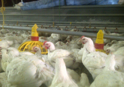 الزراعة: استفادة مزراع الدواجن ومراكز الألبان من مبادرة البنك المركزي