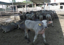 الزراعة توافق على تمويل جديد لمشروع البتلو بـ 306 مليون جنيه لصغار المربيين والمزارعين