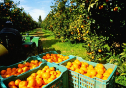 الزراعة تعلن فتح أسواق أوزباكستان وأندونيسيا أمام الموالح المصرية