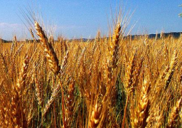 الزراعة: حصاد 1.9 مليون فدان قمح وتوريد 1.6ملون طن حتى الان