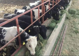 الزراعة: 187 مليون جنيه تمويل جديد لمشروع البتلو لصغار المربيين