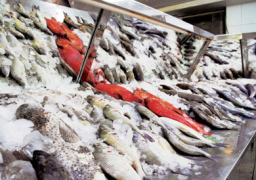 الحكومة: لا صحة لما تردد عن استيراد أسماك غير صالحة للاستهلاك