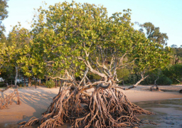 “اليونسكو” تحيي اليوم العالمي لصون النظام البيئي لغابات المانجروف