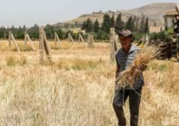 محاصيل القمح الوفيرة تنعش آمال السوريين