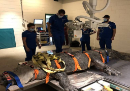 نقل تمساح وزنه 300 كيلو إلى عيادة بيطرية وإخضاعه لفحص بالأشعة