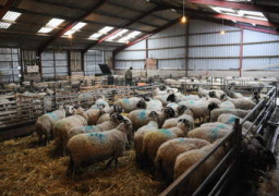 “الزراعة”: فحص أكثر من 171 ألف حيوان ضمن حملة الترصد للأمراض الوبائية