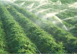 مجلس الوزراء ينفي تحديد 5 أيام أسبوعيا لري الأراضي الزراعية