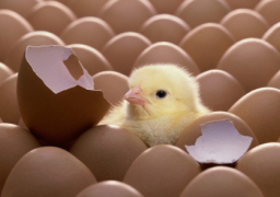 “الزراعة” توافق على تصدير بيض تفريخ إلى الخارج بعد توقف لسنوات