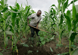 تراجع صادرات الإنتاج الزراعي في كينيا مع انخفاض الطلب الاوروبي