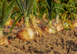 “الزراعة” تعلن فتح السوق الاندونيسي أمام البصل المصري