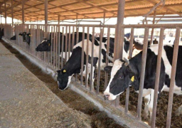 14 نصيحة لمربي ومنتجي الثروة الحيوانية والداجنة لمجابهة الظروف الجوية