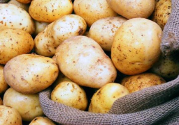 رفع الحظر عن تصدير البطاطس المصرية إلى السوق الروسية