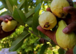 821 مليون دولار قيمة صادرات الحاصلات الزراعية خلال 5 شهور