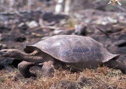 ولادة تسع سلاحف جلدية الظهر المهددة بالانقراض في الإكوادور