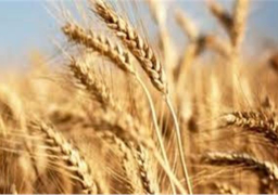 توريد 211 ألفا و527 طنا من القمح لشون وصوامع الشرقية