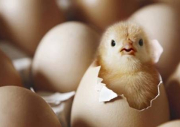 الزراعة توافق على تصدير بيض تفريخ كتكوت دجاج بياض إلى الإمارات