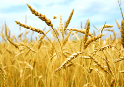 رئيس قطاع الإنتاج بالزراعة : طفرة كبيرة في إنتاجية القمح هذا العام