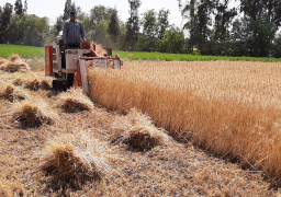 التموين: استلام 2.2 مليون طن قمح محلي حتى الآن