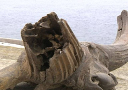 العثور على جمجمة لثور قديم عمره 10 آلاف عام جنوب سيبيريا