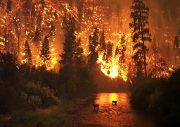 حرائق الغابات تواصل انتشارها شرقي روسيا