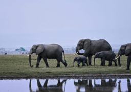 تحضيرات لنقل قطيع أفيال من بريطانيا إلى كينيا في “سابقة عالمية”