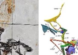 اكتشاف حفرية أثرية في البرازيل لأحد أنواع الزواحف المنقرضة