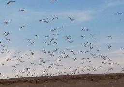 البيئة تعلن بدء موسم رصد وتسجيل الطيور المهاجرة من اوروبا خلال موسم الخريف