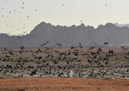 وزيرة البيئة: رصد أولى أسراب الطيور المهاجرة بمحميات جنوب سيناء