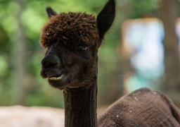 انتقادات لبوريس جونسون بسبب قرار إعدام حيوان “ألبكة”