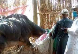 الزراعة: تحصين أكثر من 4.9 مليون جرعة ضد مرض الحمي القلاعية