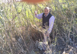 الزراعة تواصل متابعة المحاصيل الشتوية ومكافحة الآفات والقوارض