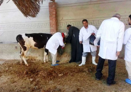 غدا.. انطلاق حملة تحصين الماشية ضد مرض الحمى القلاعية بالسويس