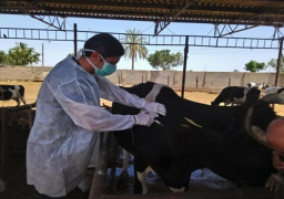 تحصين نحو 525 ألف رأس ماشية بالشرقية ضد الحمى القلاعية والوادي المتصدع