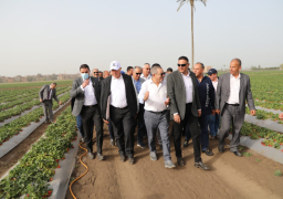 “القصير” يتفقد أحد حقول البطاطس والفراولة تستخدم أساليب الري الحديث