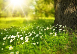 الأرصاد : طقس ربيعي معتدل نهاراً على كافة الأنحاء .. والعظمى بالقاهرة 25