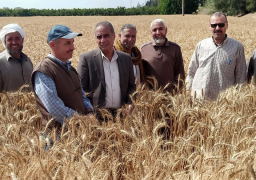 القصير يتابع مع القيادات تشجيع المزارعين على توريد محصول القمح
