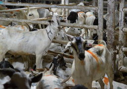 مشروع الإفادة من الهدي والأضاحي يعلن وصول 50 ألف رأس من الأغنام