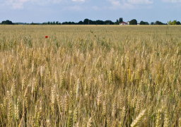 غرفة الحبوب:توجيهات الرئيس السيسي وراء زيادة المخزون الاستراتيجي للقمح