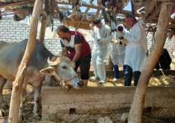 القصير يتابع حملة تحصين المواشي ضد الحمى القلاعية والوادي المتصدع